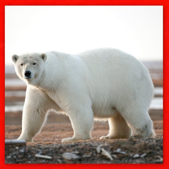 Canada 2010 Exclusive Set of 4 x $2 Toonie Coins! - Picture 11 of 16